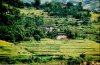 rice-fields09.jpg
