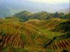 rice-fields10.jpg