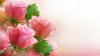 3_light_pink_roses-wallpaper-3840x2160.jpg
