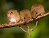 harvest_mice_05.jpg