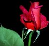 220px-Red_rose_flower.JPG
