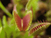 220px-Dionaea_muscipula_closing_trap_animation.gif