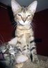 photobomber-kitten.jpg