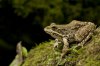 frog.jpg