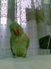 20090316.jpg