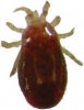 red-mite.jpg