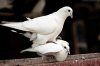 2.-Love-and-pigeons-by-Anastasiya-Vampir.jpg