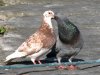 stan-carey-love-life-of-pigeons-2.jpg