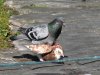 stan-carey-love-life-of-pigeons-3.jpg