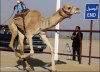 RobotCamel8.jpg