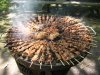 kabab.jpg