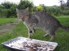 Yummy_by_Wirrer.jpg