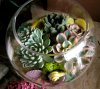 succulent-terrarium.jpg