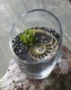 nautilus_terrarium.jpg