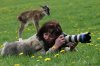 the-cutest-camera-assistants-ever-26172-1277842008-30.jpg