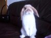 sad_rabbit.jpg