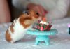 Hampster-Has-birthday-Cake.jpg