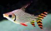 Flagtail-fish.jpg