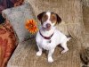 jackrussell-1.jpg