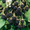 blackberry-fruit-pictures-1.jpg