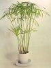 cyperus.alternifolius.jpg