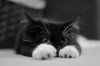 adorable,animal,beautiful,black,and,white,cat,cute-87a47d432d973240541182b0e36cd9c5_h.jpg