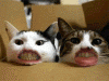 1.gif