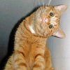 animals,caption,it,cat,cute,animal,cats-4a75f1dec98aa01b8310daf2e3ce7518_h.jpg