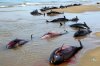 PersianGulf-DeadDolphins.jpg
