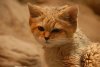 photo,cat,flint,sand,silly,animal-046ac5758f4cf35bbbe8f87bb9e8b164_h.jpg