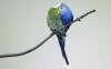kissing_budgies-wide.jpg