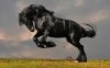 animal-photo-black-horse-wallpaper.jpg