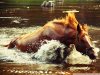 horse_in_water-wallpaper-800x600.jpg