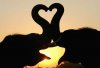 animals-in-love_title.jpg