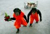 Monkeys-in-love.jpg