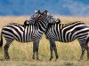 zebra_love_1600x1200.jpg