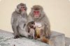happy-animals.jpg
