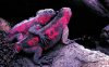 chameleon_couple.jpg