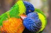 animals-courtships-love-birds1.jpg