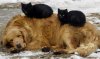 cute_animals%20(4).jpg