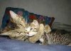 cute_animals%20(7).jpg