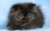 persian-cat-hd-wallpapers-wonderful-desktop-backgrounds-widescreen.jpg