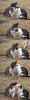 cats.jpg
