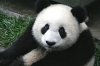 250px-Panda_Cub_from_Wolong,_Sichuan,_China.JPG