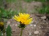 6a4378f835dc.jpg