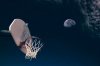 moon2.jpg