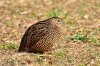 Quail-013.jpg Quail-013.jpg