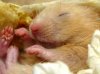 my_hamster_2_by_sahar85-d3ei2wa.jpg