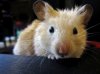 my_hamster_by_sahar85-d3ei25x.jpg