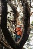 TERABITHIA_31.jpg